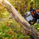 Ways Well-Maintained and Mature Trees Affect Home Resale Value Ways Well-Maintained Trees Affect Home Resale Value