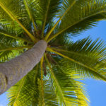 windows view of palm tree