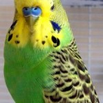 If You Hate It Set It Free green parakeet