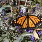 A Novel Green Mansion