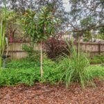 Tips for Turning Your Backyard Into a Food Forest Oasis A food forest in a backyard. There are different types of trees, bushes, and plants. A wooden fence is in the background.