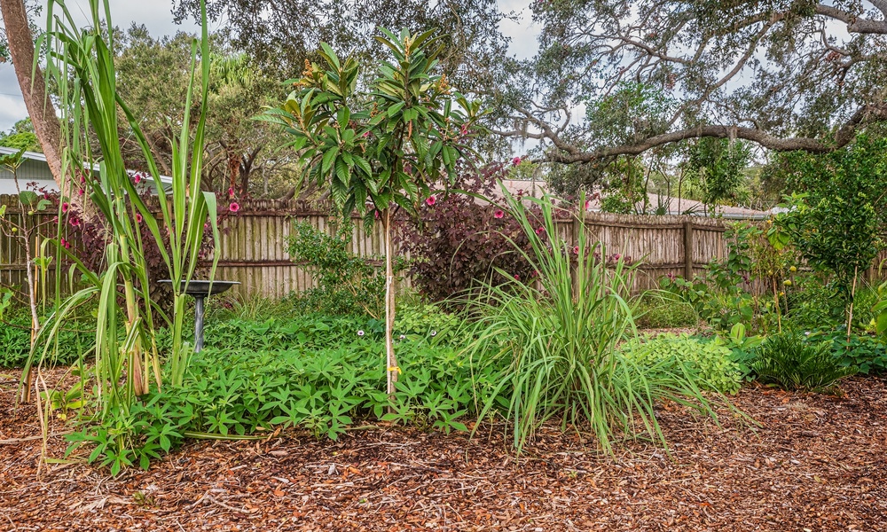 A food forest in a backyard. There are different types of trees, bushes, and plants. A wooden fence is in the background.