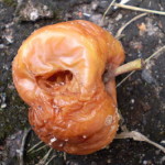 Easy Test for Spoiled Food? spoiled food