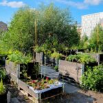 Top Tips for Growing Your Food in a Major City Top Tips for Growing Your Food in a Major City